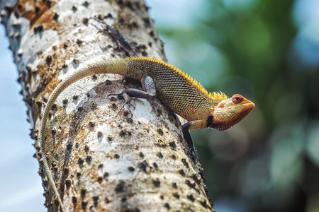 Lizard on a tree in Costa Rica, Central America, South Americaの写真素材