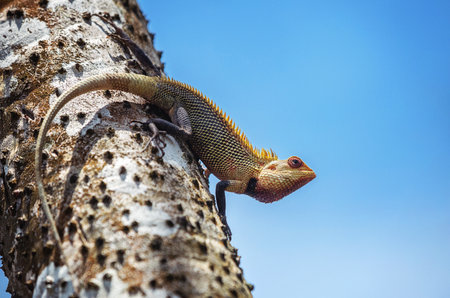 Lizard on the tree in the wild. Chameleon on the tree.の写真素材