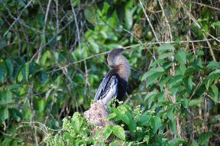 Bird called Aninga in the nature reserve of Tortuguero, in Costa Rica