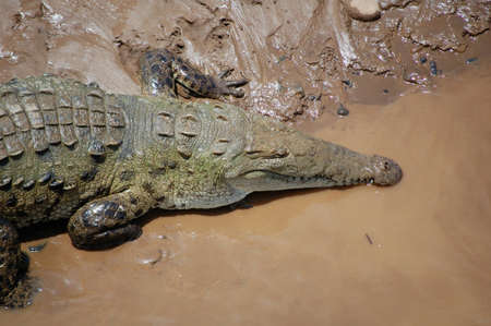 Crocodiles in a river in central Costa Rica