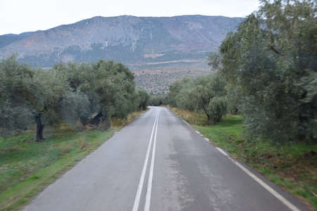 View of the main monuments and sites of Greece. Road in the middle of the olive oasis on Mount Parnassus, reaching the ruins of Delphiの写真素材