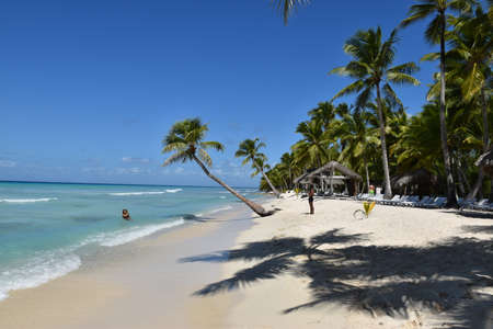 Palm trees on a beach in the Caribbean Sea. Punta Cana. Saona Islandの写真素材
