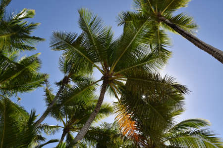 Caribbean Sea. Punta Cana. Saona Islandの写真素材