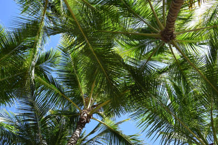 Caribbean Sea. Punta Cana. Saona Islandの写真素材