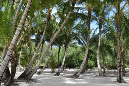 Beach in the Caribbean Sea. Punta Cana. Saona Islandの写真素材