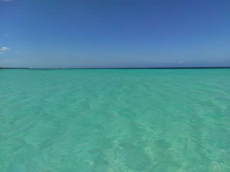 Palm trees on a beach in the Caribbean Sea. Punta Cana. Saona Islandの写真素材