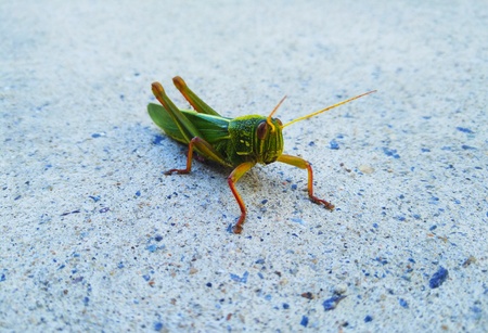 Green grasshopper on the groundの写真素材