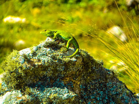 Achala lizard sunbathing on lichen covered rockの写真素材