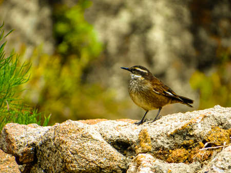 Small bird of the high peaks rests on a stone full of lichensの写真素材