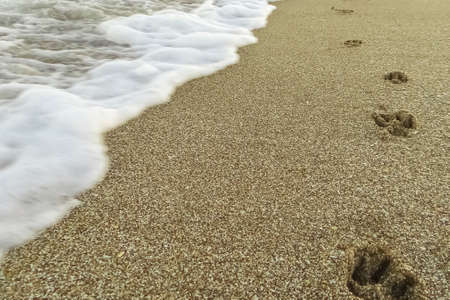 The tracks of a dog are imprinted in wet sandの写真素材