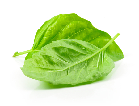Isolated leaves of basil on whiteの写真素材