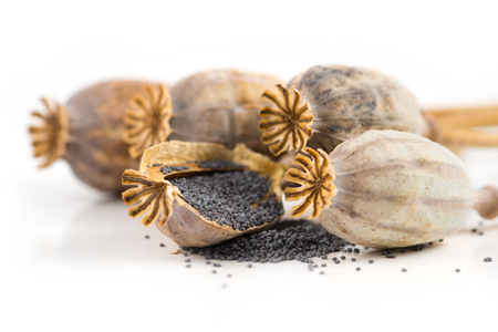 Isolated poppy heads and seeds on white の写真素材