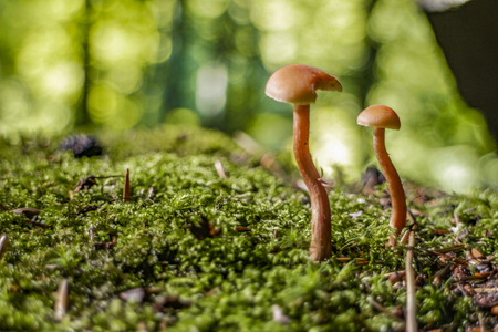 Mushroomsの写真素材