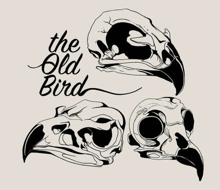Skull bird vector illustrationのイラスト素材