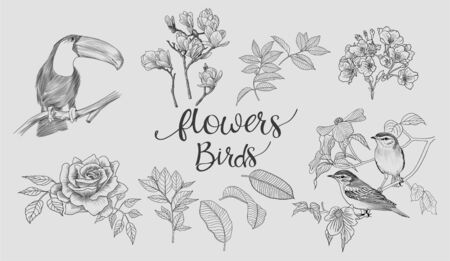 Floral & Birds Illustrationのイラスト素材