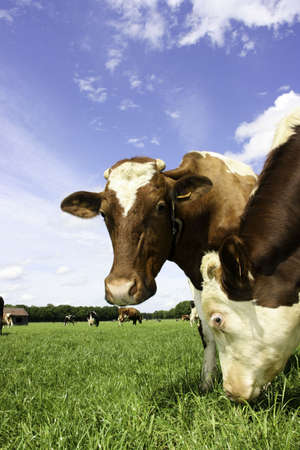 Cows in fieldの写真素材