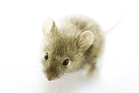 Mouseの写真素材