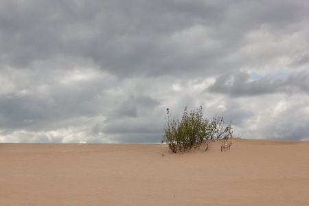 Lonely bush on duneの写真素材