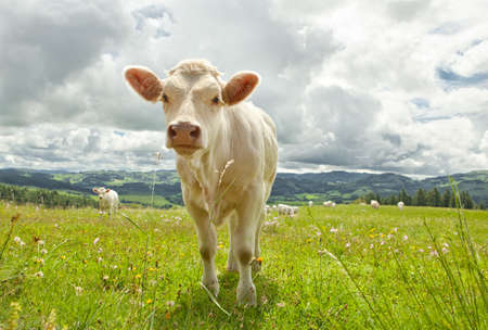 Cow in fieldの写真素材