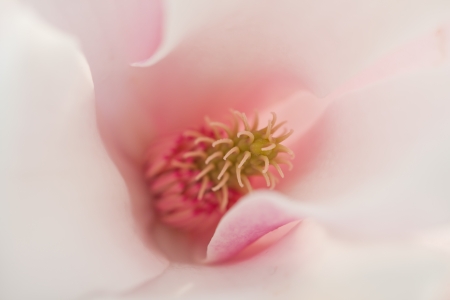 Magnolia leaf macroの写真素材