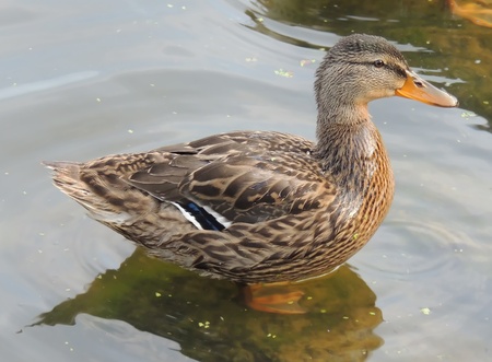 Duck on the background of the reservoirの写真素材