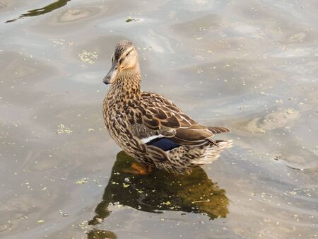 Duck on the background of the reservoirの写真素材