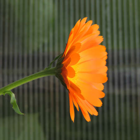Calendula is a medicinal garden flower similar to the sunの写真素材