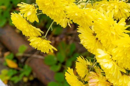 yellow chrysanthemums in the gardenの写真素材