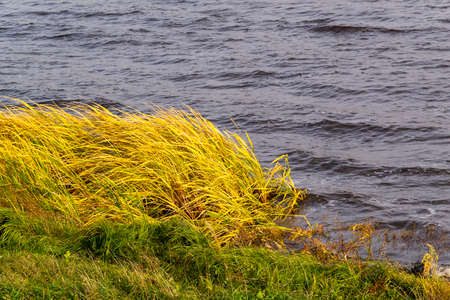 grass by the water in late autumn