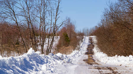 road in the woods, early springの写真素材