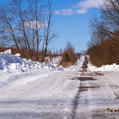 road in the woods, early springの写真素材