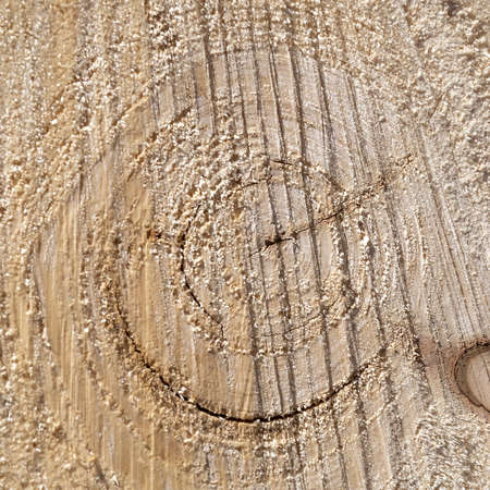 section of a sawn tree, end faceの写真素材