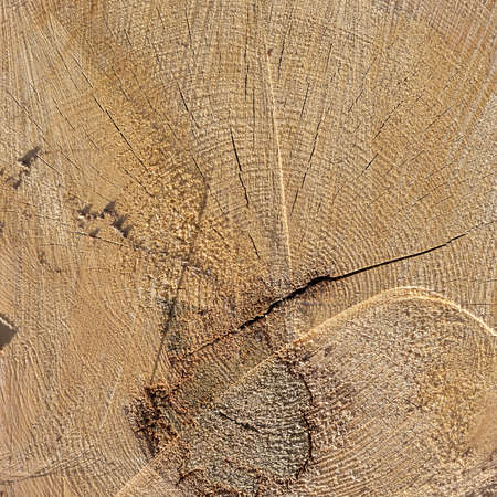 section of a sawn tree, end face