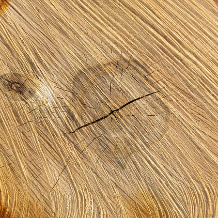 section of a sawn tree, end faceの写真素材