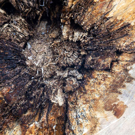 texture wood cut close-up, aspen