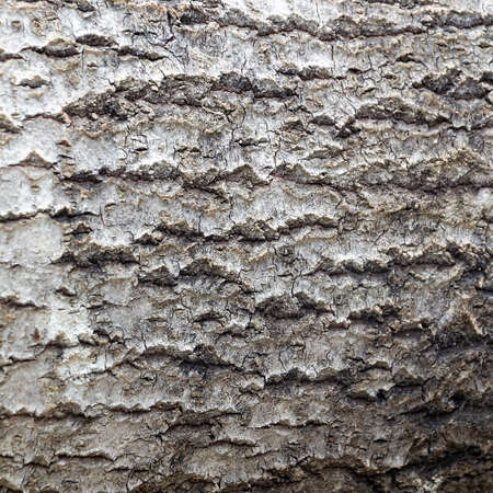 wood bark texture, sawn aspen