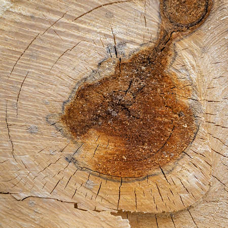 texture wood cut close-up, aspen