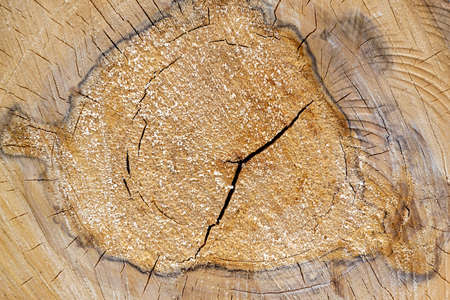 texture wood cut close-up, aspen