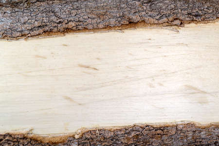 texture wood cut close-up, aspen