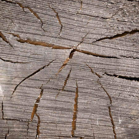 close-up wooden cut textureの写真素材