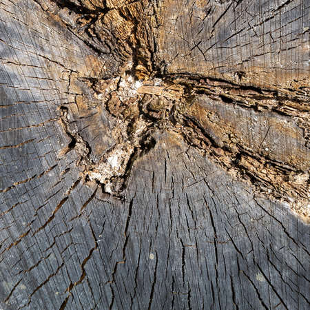 close-up wooden cut texture