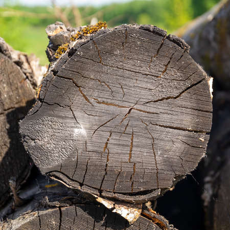 close-up wooden cut texture