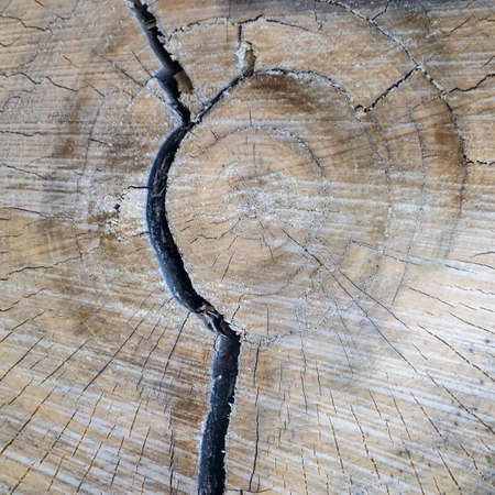close-up wooden cut texture