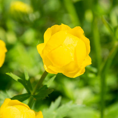 yellow wild flower close-up