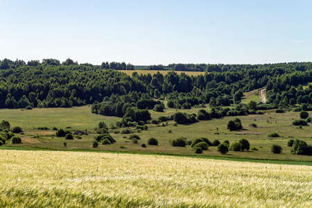landscape wheat field, summer before the harvestの写真素材