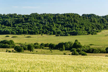 landscape wheat field, summer before the harvestの写真素材