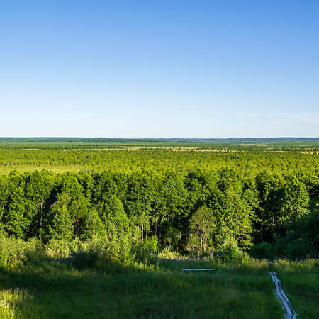 Panorama of the "Clean" swamp, Kostroma region, Russia. The place of Ivan Susanin's feat in 1613.の写真素材
