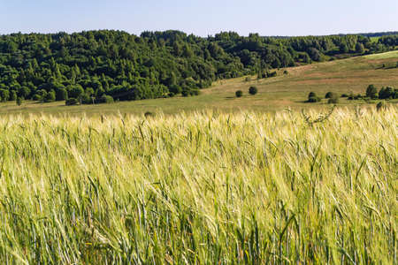 landscape wheat field, summer before the harvestの写真素材