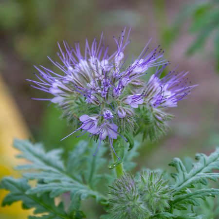 a simple garden flower on a flower bed, close-upの写真素材