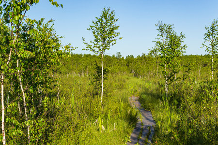 landscape, swamp "Clean", Kostroma region, Russia. The place of Ivan Susanin's feat in 1613.の写真素材
